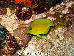 Juvenie Blue Tang seen July 2008 at Grand Cayman.  Photo ... by Bonnie Conley 